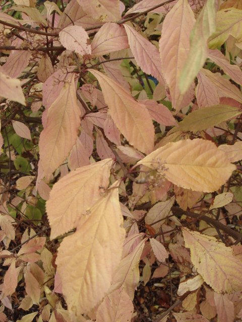 Callicarpa dichotoma automne P1D